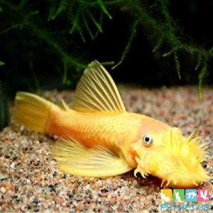 antsistrus yellow